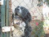STORIE DI CANI - ARC 1